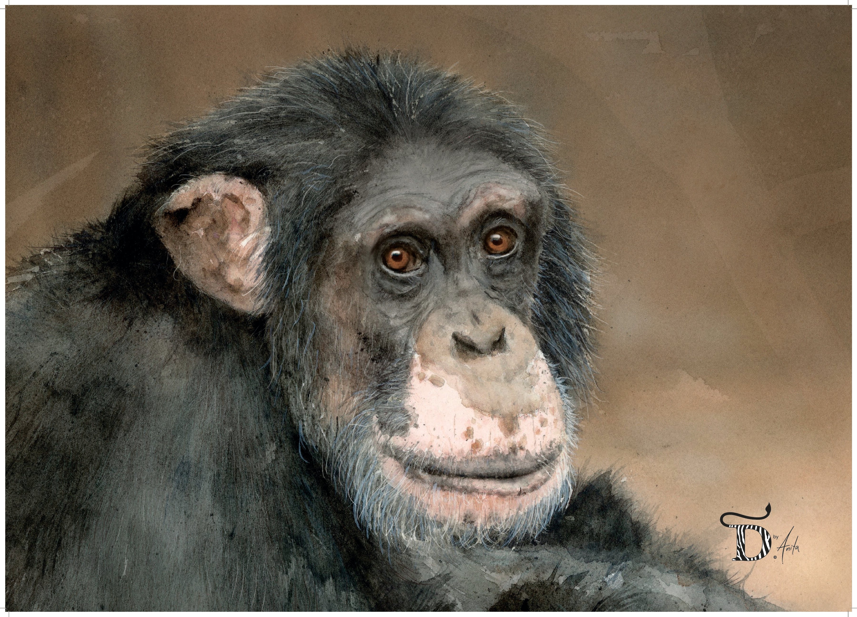 PLAKAT, SJIMPANSE 50x70