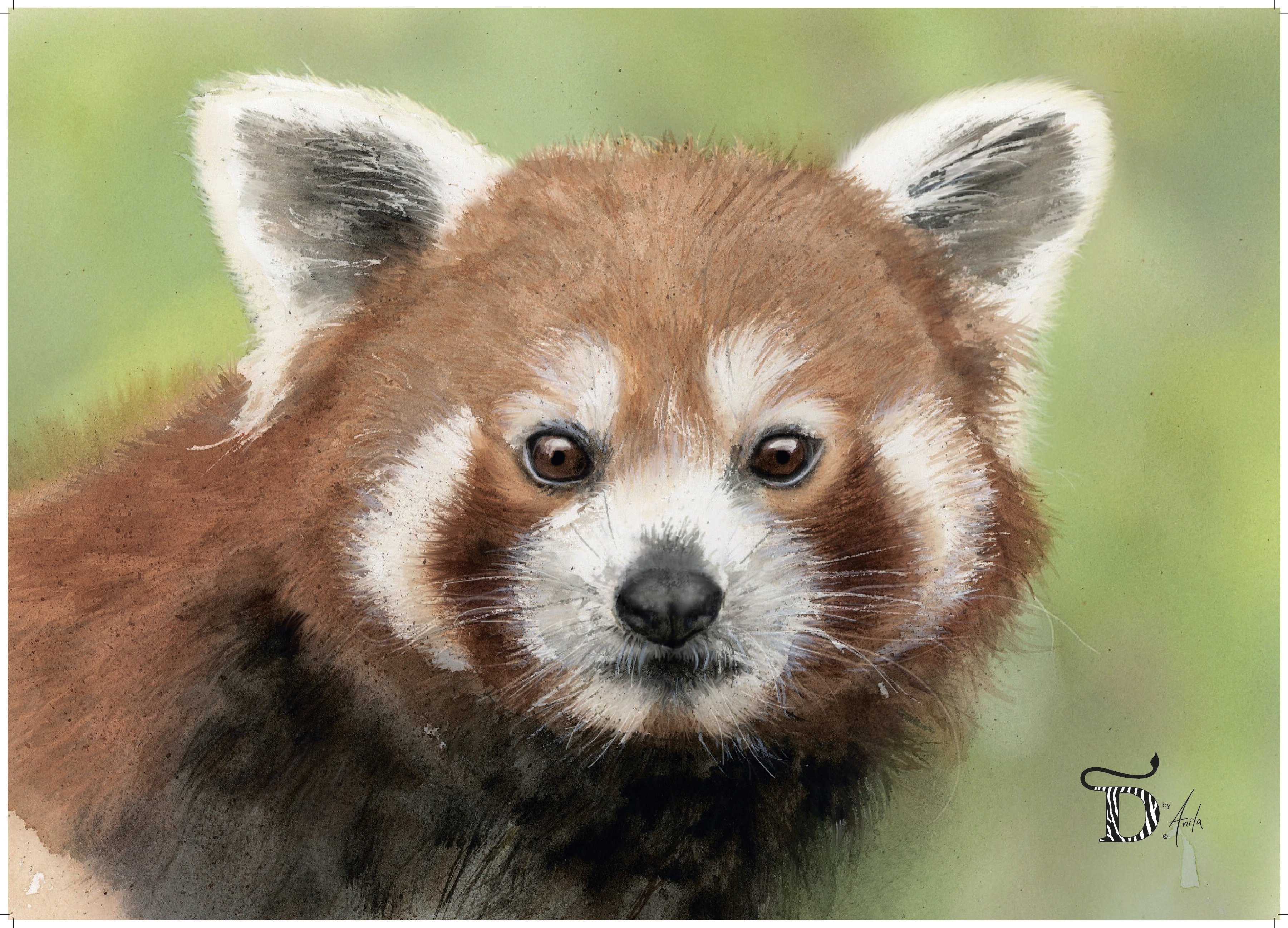 PLAKAT, RØD PANDA 50x70